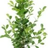Vijgenboom (Ficus Microcarpa 'Moclame') D 21 H 100 Cm -Groene Tuin Winkel 8717263461029 1