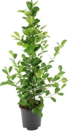 Vijgenboom (Ficus Microcarpa 'Moclame') D 21 H 100 Cm