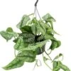 Scindapsus In Hangpot (Scindapsus Pictus 'Trebie') D 15 H 40 Cm -Groene Tuin Winkel 8717263461234