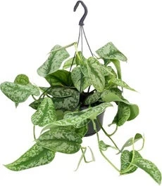 Scindapsus In Hangpot (Scindapsus Pictus 'Trebie') D 15 H 40 Cm