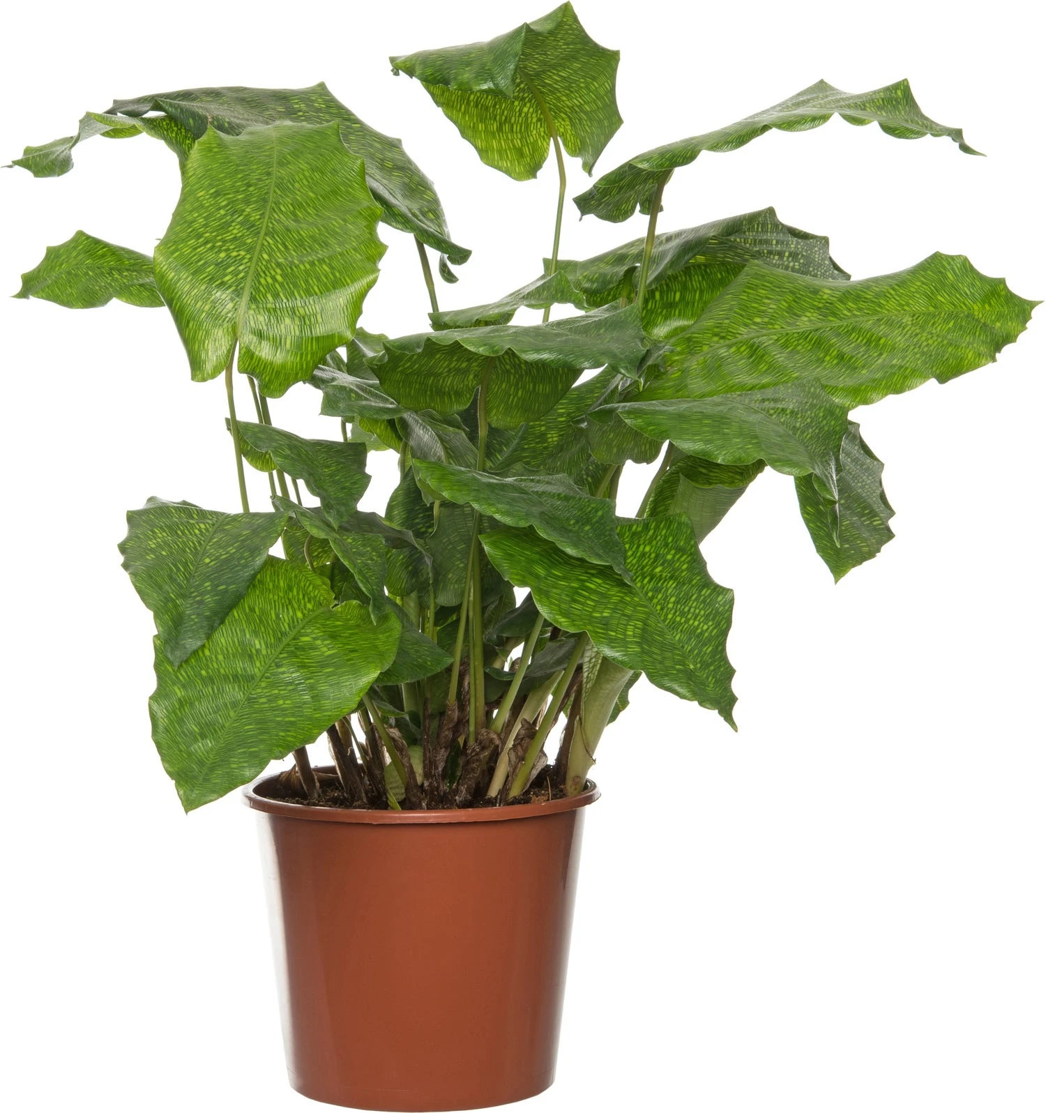 Calathea (Calathea Musaica 'Network') D 17 H 60 Cm 3 Calathea (Calathea Musaica 'Network') D 17 H 60 Cm