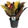 Croton (Codiaeum Variegatum 'Petra') D 12 H 30 Cm 2 Croton (Codiaeum Variegatum 'Petra') D 12 H 30 Cm -Groene Tuin Winkel 8717263461395 1