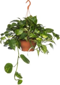 Drakenklimop In Hangpot (Epipremnum Pinnatum 'Aureum') D 19 H 40 Cm -Groene Tuin Winkel 8717263461470 1 1