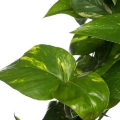 Drakenklimop In Hangpot (Epipremnum Pinnatum 'Aureum') D 19 H 40 Cm -Groene Tuin Winkel 8717263461470 2