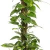 Drakenklimop (Epipremnum 'Aureum') D 19 H 80 Cm -Groene Tuin Winkel 8717263461487