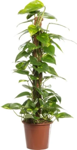 Drakenklimop (Epipremnum 'Aureum') D 19 H 80 Cm