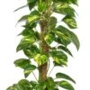 Drakenklimop (Epipremnum Pinnatum 'Aureum') D 21 H 100 Cm -Groene Tuin Winkel 8717263461494