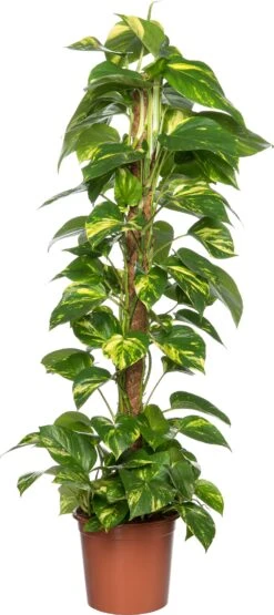 Drakenklimop (Epipremnum Pinnatum 'Aureum') D 21 H 100 Cm