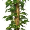 Drakenklimop (Epipremnum Pinnatum 'Aureum') D 24 H 120 Cm -Groene Tuin Winkel 8717263461500