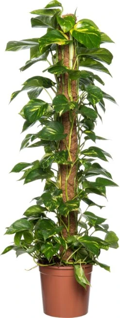 Drakenklimop (Epipremnum Pinnatum 'Aureum') D 24 H 120 Cm