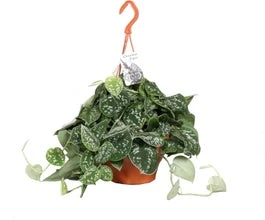 Scindapsus In Hangpot (Scindapsus Pictus) D 19 H 50 Cm 3 Scindapsus In Hangpot (Scindapsus Pictus) D 19 H 50 Cm