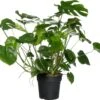 Gatenplant (Monstera Deliciosa) D 30 H 90 Cm -Groene Tuin Winkel 8717263461555 1
