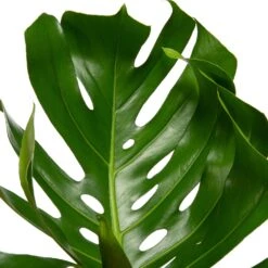 Gatenplant (Monstera Deliciosa) D 30 H 90 Cm -Groene Tuin Winkel 8717263461555 2