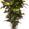 Croton (Codiaeum Variegatum 'Mrs Iceton') D 31 H 140 Cm 1 Croton (Codiaeum Variegatum 'Mrs Iceton') D 31 H 140 Cm -Groene Tuin Winkel 8717263461814