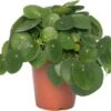 Pannenkoekenplant (Pilea Peperomioides) D 15 H 30 Cm -Groene Tuin Winkel 8717263461883 1