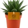 Gasteria (Gasteria 'Aurora') D 10,5 H 15 Cm -Groene Tuin Winkel 8717263461890