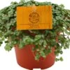 Kanonplantje (Pilea Depressa 'Sao Paulo') D 12 H 20 Cm -Groene Tuin Winkel 8717263461906