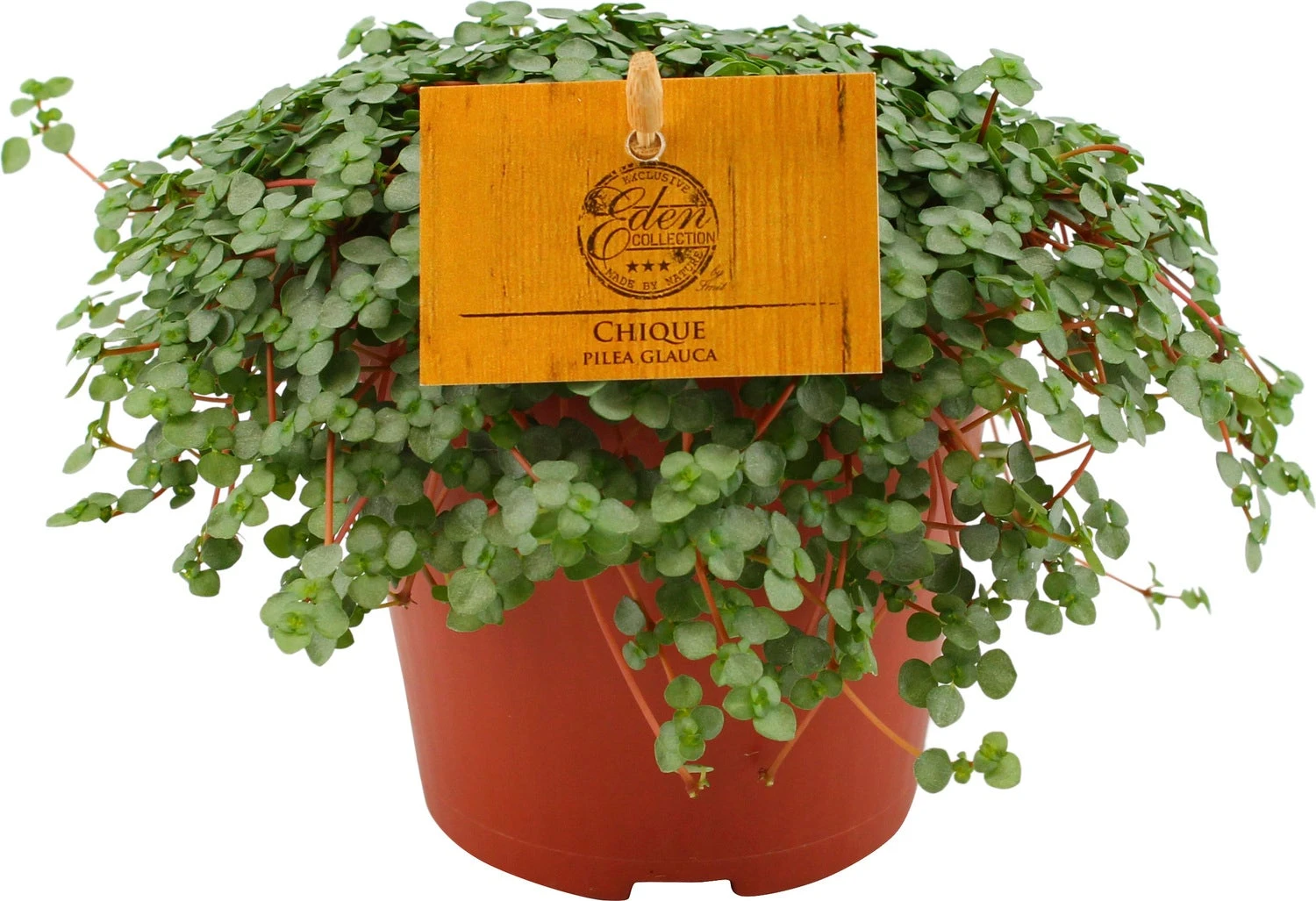 Kanonplantje (Pilea Depressa 'Sao Paulo') D 12 H 20 Cm 3 Kanonplantje (Pilea Depressa 'Sao Paulo') D 12 H 20 Cm