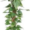 Drakenklimop Met Mosstok (Epipremnum Pinnatum 'Aureum') D 27 H 150 Cm -Groene Tuin Winkel 8717263462897 1