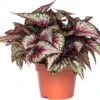 Bladbegonia (Begonia Rex (MC) 'Salsa') D 26 H 50 Cm 1 Bladbegonia (Begonia Rex (MC) 'Salsa') D 26 H 50 Cm -Groene Tuin Winkel 8717263464068 1 1