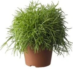 Rotskoraal (Rhipsalis Paradoxa) D 20 H 60 Cm