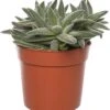 Crassula (Crassula Tenelli) D 10,5 H 15 Cm 1 Crassula (Crassula Tenelli) D 10,5 H 15 Cm -Groene Tuin Winkel 8717263465393 1