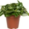Peperomia (Peperomia 'Pixie) D 12 H 20 Cm -Groene Tuin Winkel 8717263465911