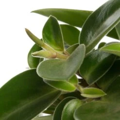 Peperomia (Peperomia 'Pixie) D 12 H 20 Cm -Groene Tuin Winkel 8717263465911 2
