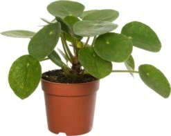Pannenkoekenplant (Pilea Peperomioides) D 7 H 15 Cm