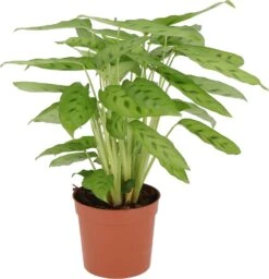 Calathea (Calathea Leopardina) D 12 H 35 Cm