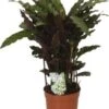 Calathea (Calathea Rufibarba 'Elgergrass') D 12 H 35 Cm -Groene Tuin Winkel 8717263466833