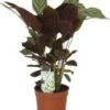 Gebedsplant (Ctenanthe Setosa 'Compactstar') D 12 H 35 Cm -Groene Tuin Winkel 8717263466857 1