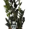 Zwarte Zamioculcas (Zamioculcas 'Raven') D 17 H 65 Cm -Groene Tuin Winkel 8717263467083 1