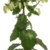 Kalanchoë (Kalanchoe 'Magic Bell') D 14 H 65 Cm -Groene Tuin Winkel 8717263467717