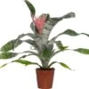Kokerbromelia (Aechmea 'Primera') D 15 H 60 Cm