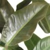 Philodendron (Philodendron 'Imperial Red') D 27 H 75 Cm 2 Philodendron (Philodendron 'Imperial Red') D 27 H 75 Cm -Groene Tuin Winkel 8717263468189 2 1