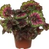 Bladbegonia (Begonia Rex (MC) 'Macarena') D 13 H 25 Cm -Groene Tuin Winkel 8717263468400