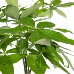 Geldboom (Pachira Aquatica) D 21 H 100 Cm -Groene Tuin Winkel 8717263468738 2