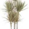 Drakenbloedboom (Dracaena Marginata 'Bicolor') D 31 H 150 Cm 1 Drakenbloedboom (Dracaena Marginata 'Bicolor') D 31 H 150 Cm -Groene Tuin Winkel 8717263469391