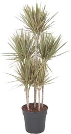 Drakenbloedboom (Dracaena Marginata 'Bicolor') D 31 H 150 Cm