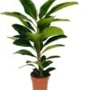 Banyanvijg (Ficus benghalensis 'Roy') D 21 H 105 Cm 1 Banyanvijg (Ficus benghalensis 'Roy') D 21 H 105 Cm -Groene Tuin Winkel 8717263540113 1