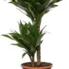 Drakenbloedboom (Dracaena Fragrans 'Compacta') D 17 H 55 Cm -Groene Tuin Winkel 8717263540212