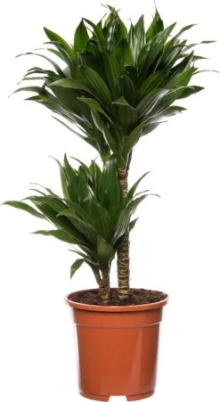 Drakenbloedboom (Dracaena Fragrans 'Compacta') D 17 H 55 Cm