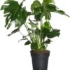 Gatenplant (Monstera Deliciosa) D 17 H 60 Cm 1 Gatenplant (Monstera Deliciosa) D 17 H 60 Cm -Groene Tuin Winkel 8717263540496
