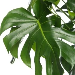 Gatenplant (Monstera Deliciosa) D 17 H 60 Cm -Groene Tuin Winkel 8717263540496 2