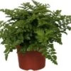 Moedervaren (Asplenium 'Parvati') D 12 H 25 Cm 2 Moedervaren (Asplenium 'Parvati') D 12 H 25 Cm -Groene Tuin Winkel 8717263540632