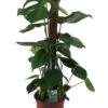 Gatenplant (Monstera Deliciosa) D 19 H 80 Cm