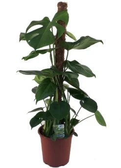 Gatenplant (Monstera Deliciosa) D 19 H 80 Cm