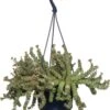 Crassula In Hangpot (Crassula Marnieriana 'Hottentot') D 14 H 25 Cm -Groene Tuin Winkel 8717263541028
