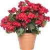 Begonia (Begonia 'el Grace') D 14 H 35 Cm 2 Begonia (Begonia 'el Grace') D 14 H 35 Cm -Groene Tuin Winkel 8717263541103 0